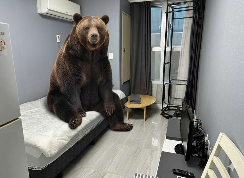 내 침대에 굶주린 곰