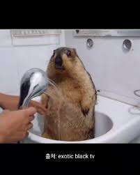 평생 샤워 안하기